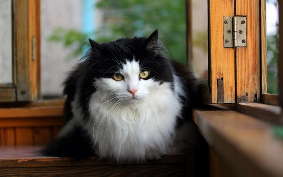 Датский Лесной кот