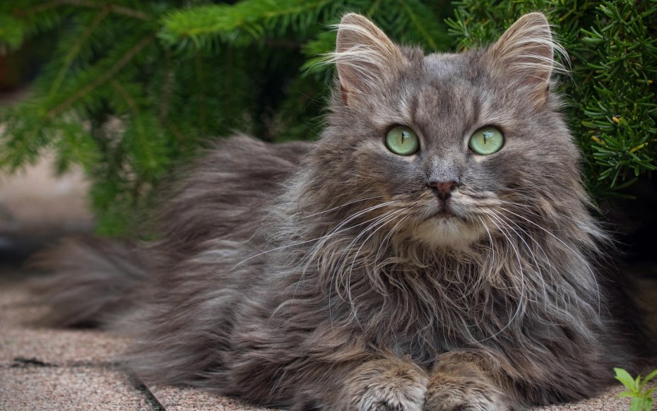 Черная кошка в лесу