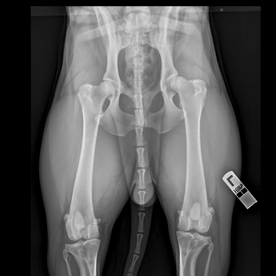 Дисплазия ТБС У собак рентген