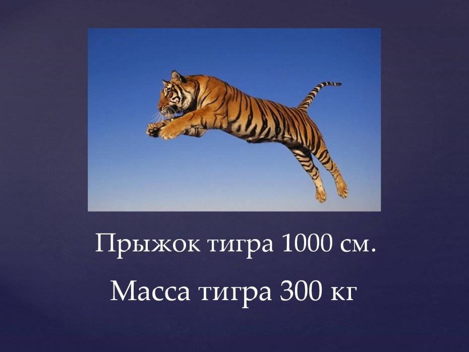 Сколько весил тигр. Амурский тигр вес. Вес Амурского тигра. Амурский тигр рост вес длина. Рост вес Амурского тигра.