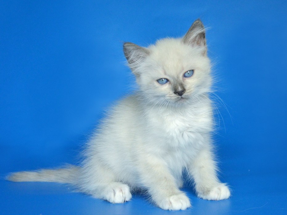 Коты Red point d33 фото