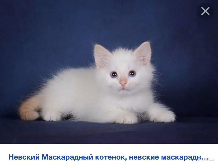 Редпоинт Невский маскарадный СПБ