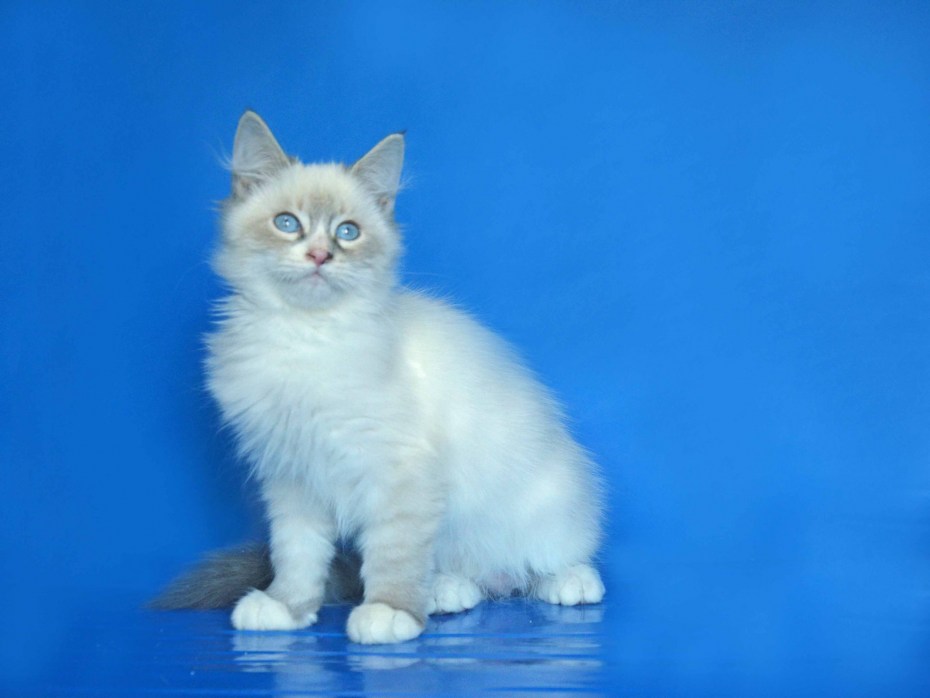 Тайская кошка фото