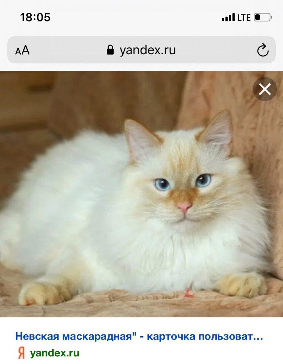 Невская маскарадная Рэд поинт