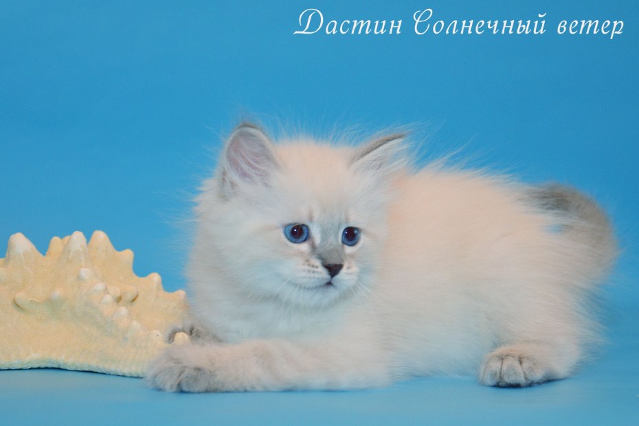 Персиковый пушистый кот с голубыми глазами