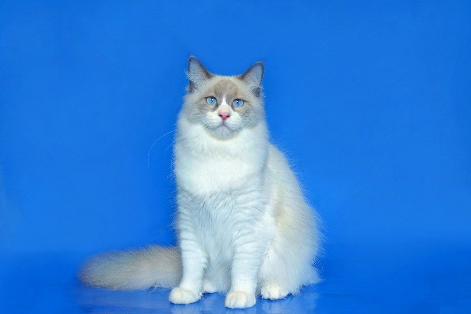 Мальчики котята фото Невский маскарадный. И турецкая ангора