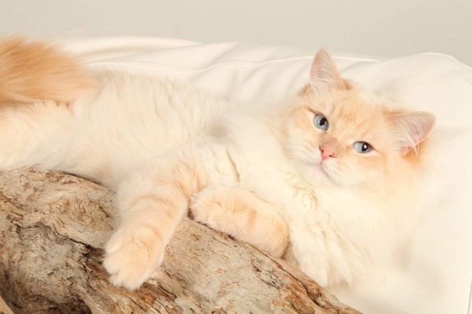 Невский маскарадный котенок белый