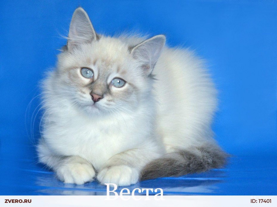 Невская маскарадная кошка злая кошка