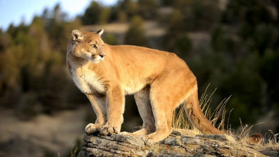 Пума (Puma concolor):