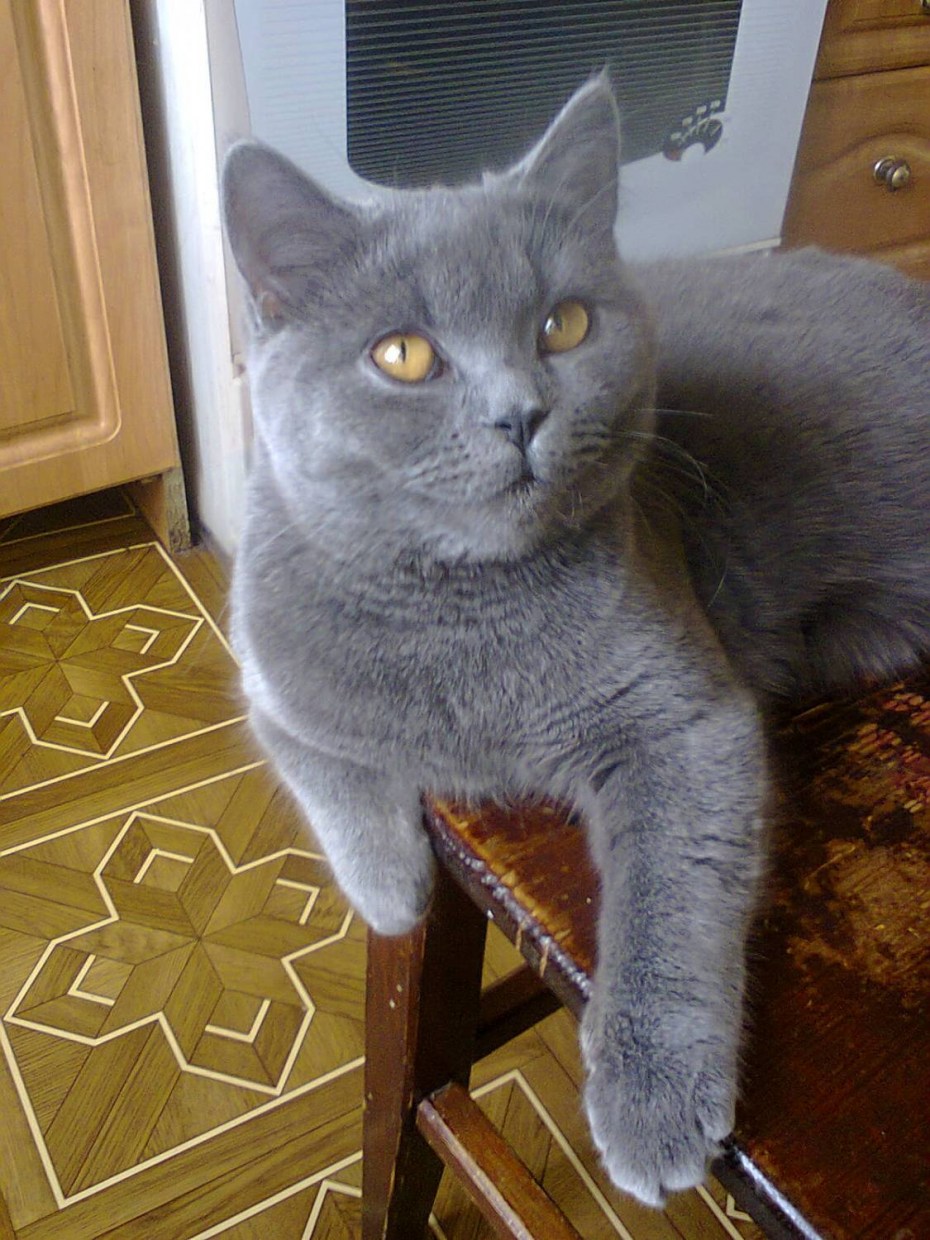Шотландский скотиш стр