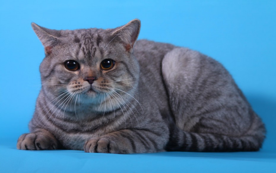 Скоттиш-страйт Шотландская прямоухая кошка