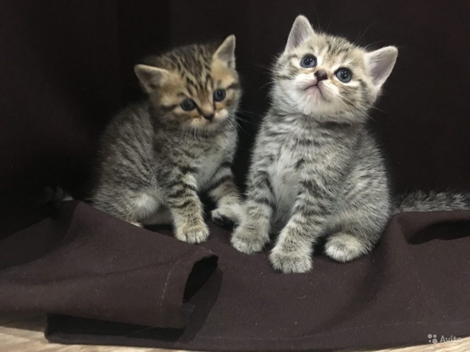 Шотландская кошка прямоухая