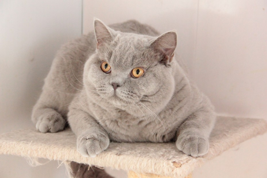 Шотландский скоттиш страйт