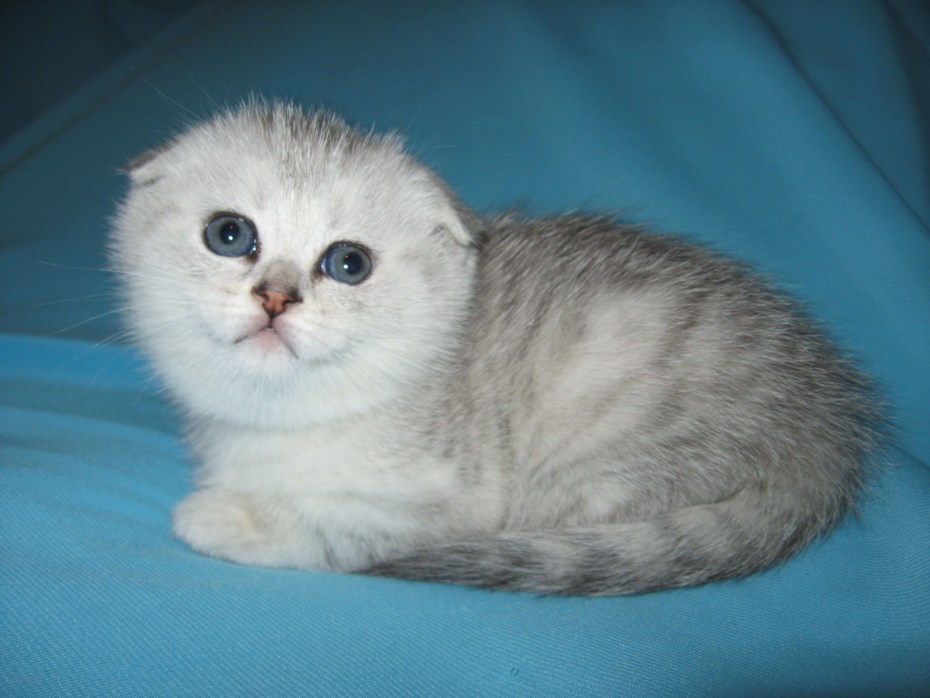Шотландские коты прямоухие