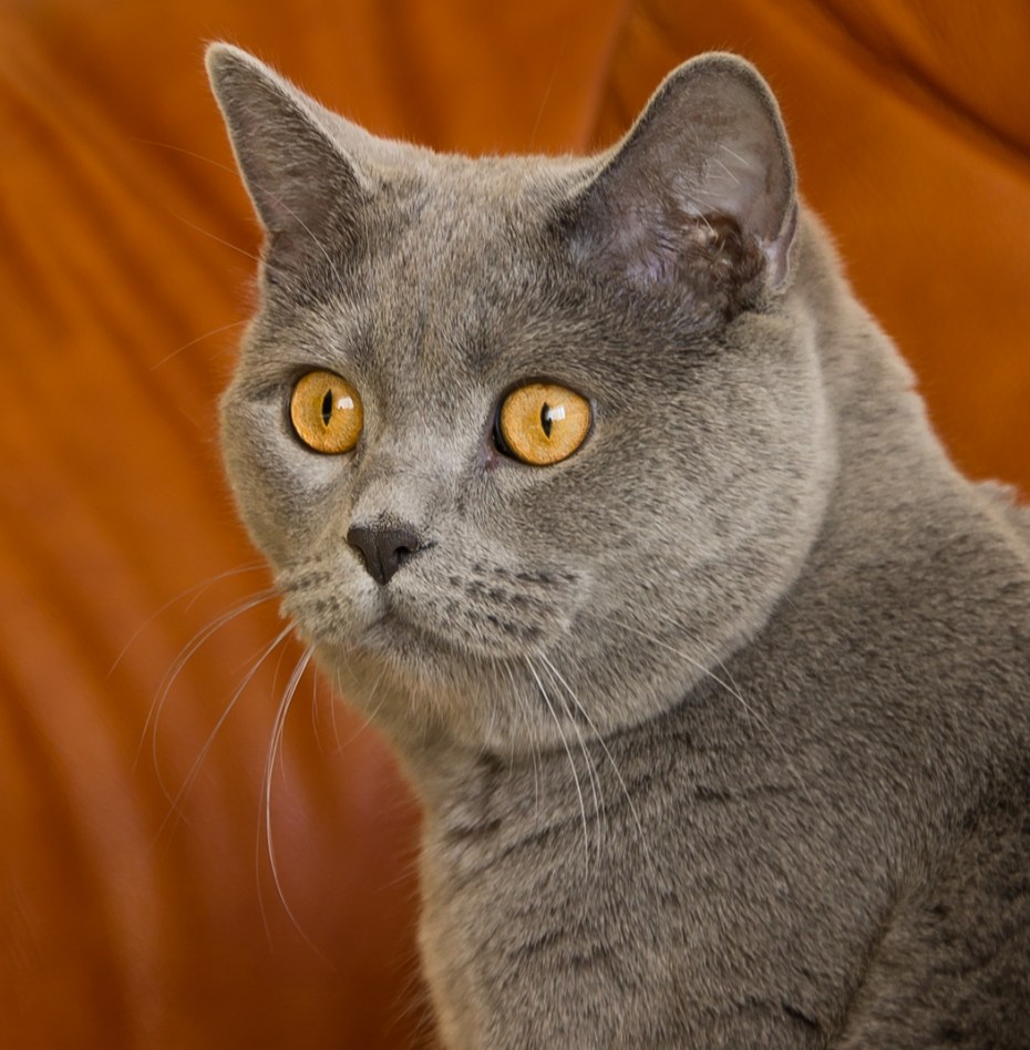 Кот британец Смоки