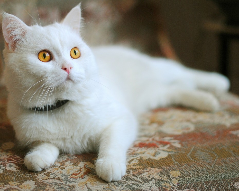 Кот британец альбинос