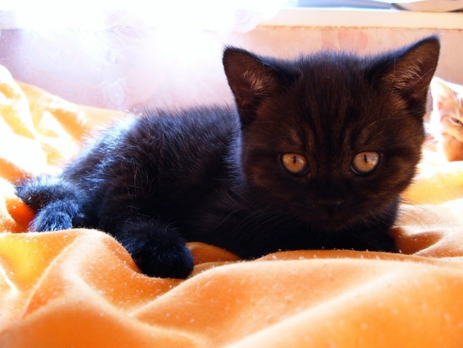 Котята маленькие милые чёрные