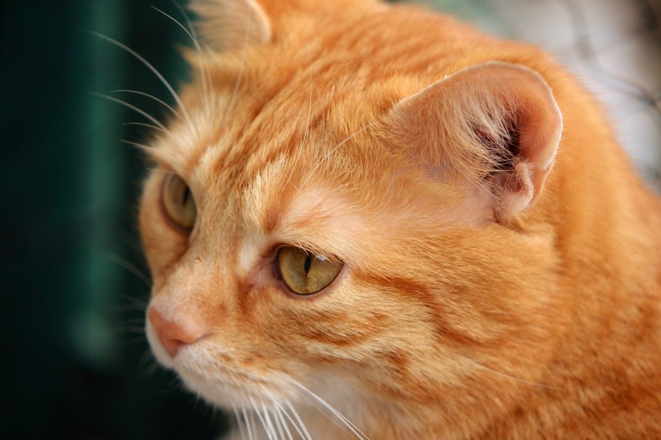 Нос рыжего кота