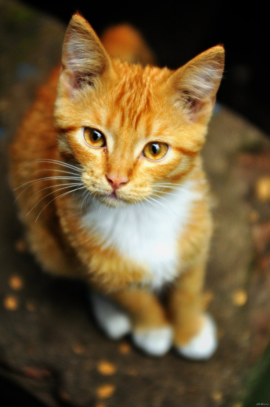 Метис кошка рыжая
