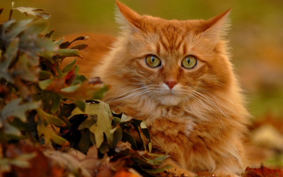 Рыжий кот