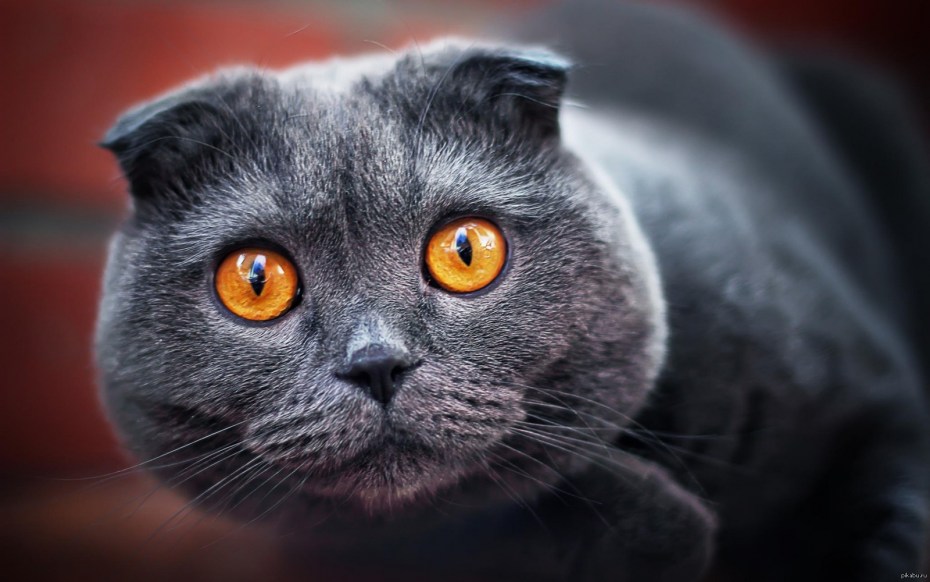 Кот британец вислоухий серый