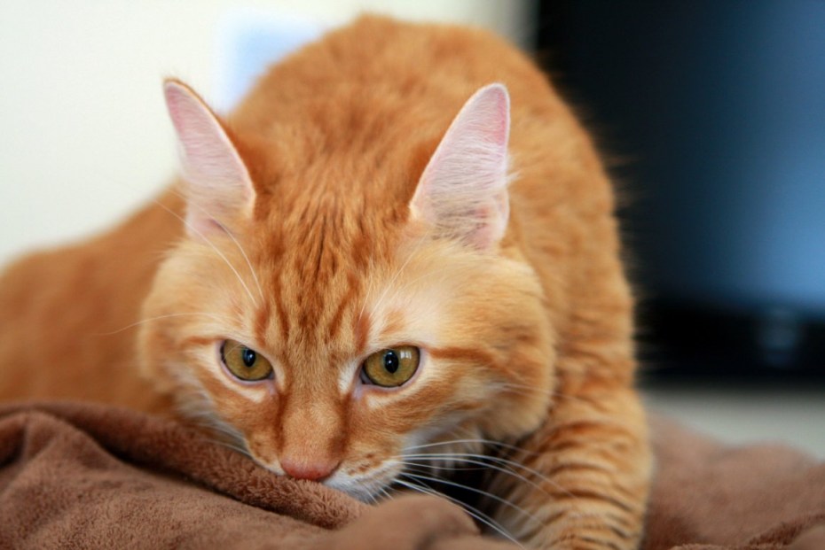 Оранжевая кошка