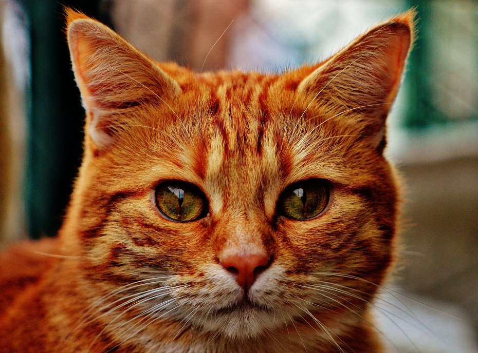 Рыжий котик