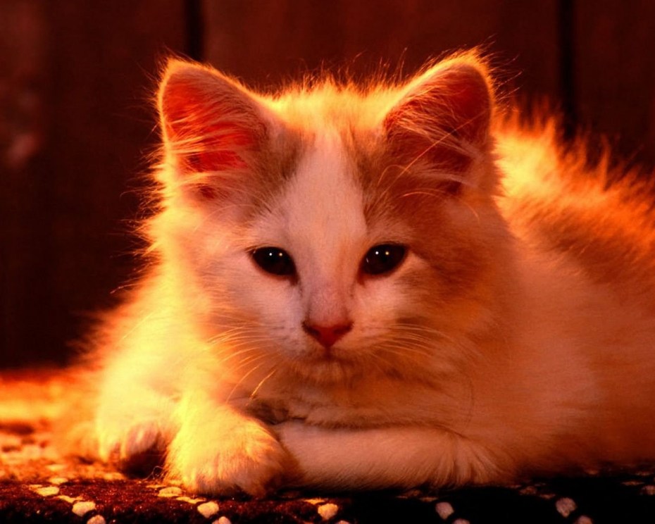 Кот с огненными глазами