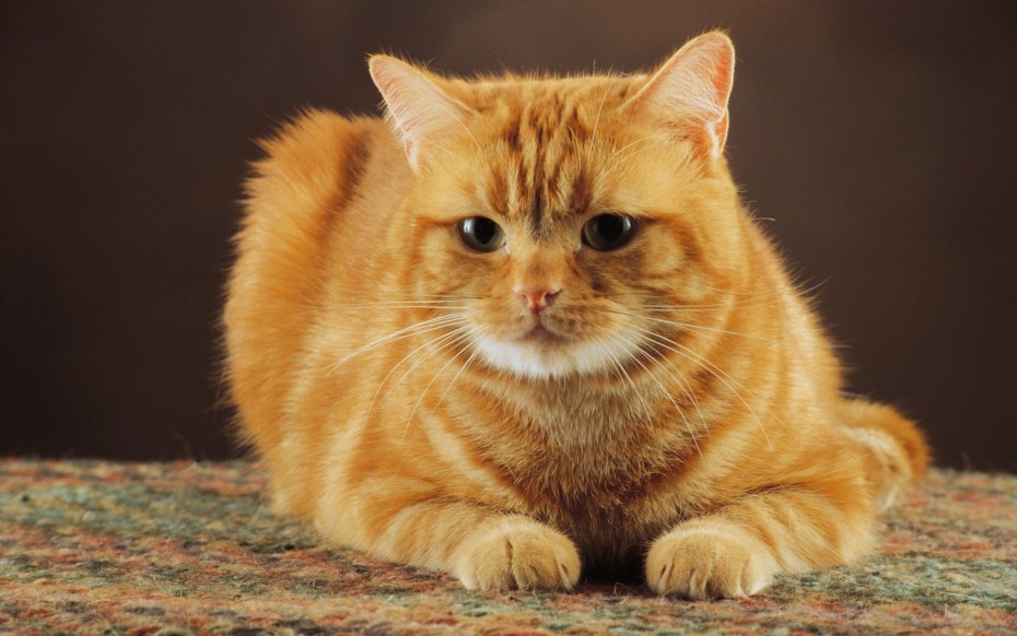 Рыжий котик