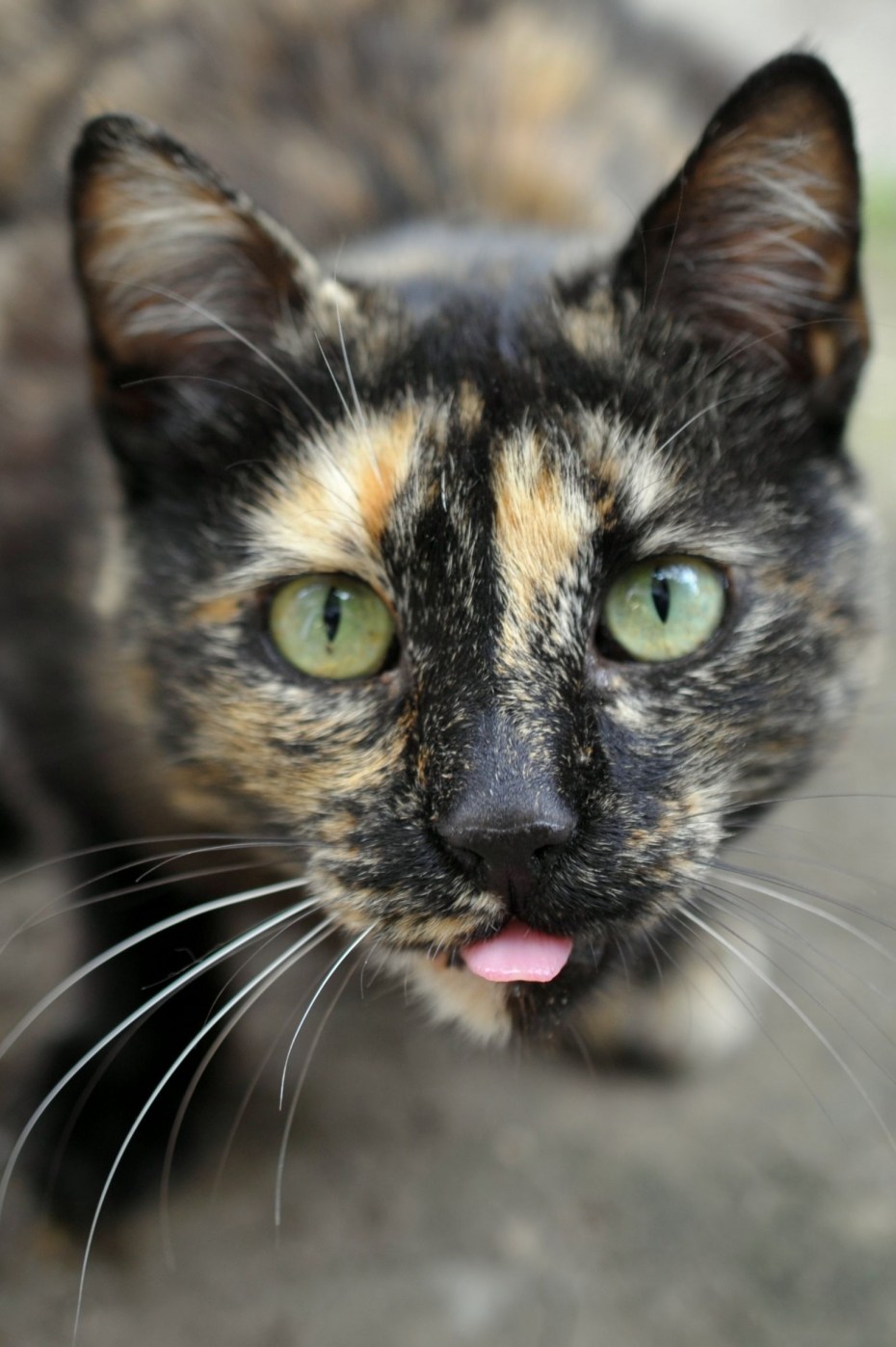 Tortoiseshell Cat порода