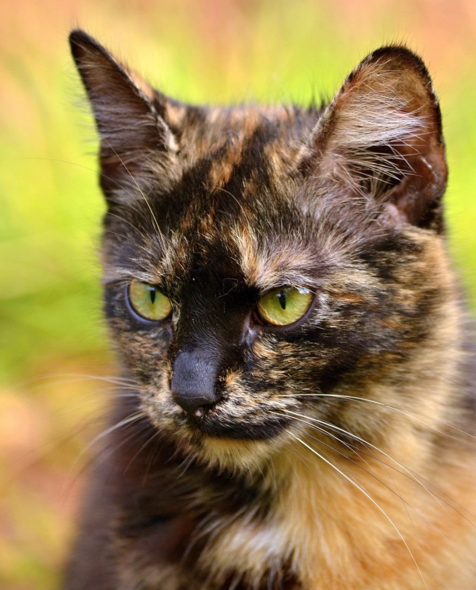 Tortoiseshell Cat порода