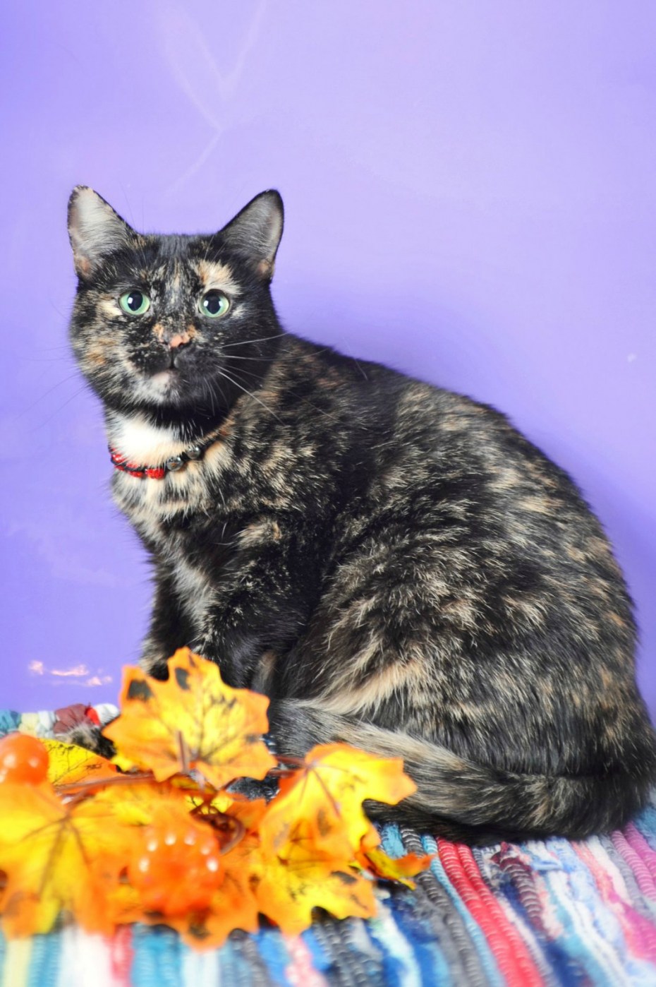 Tortoiseshell Cat порода