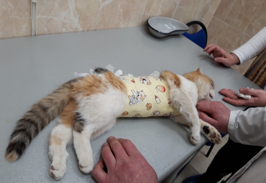 Кастрация и стерилизация кошек