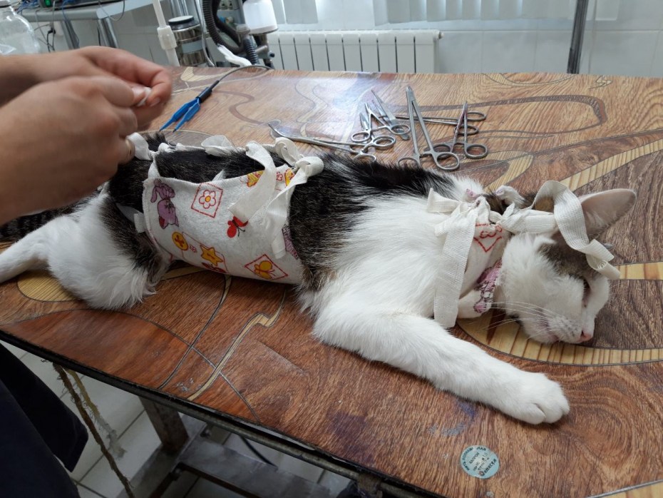 Стерилизация кошки Москва