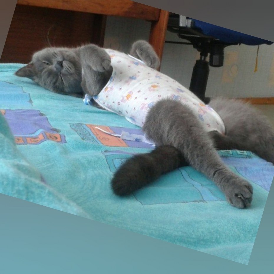 Котики