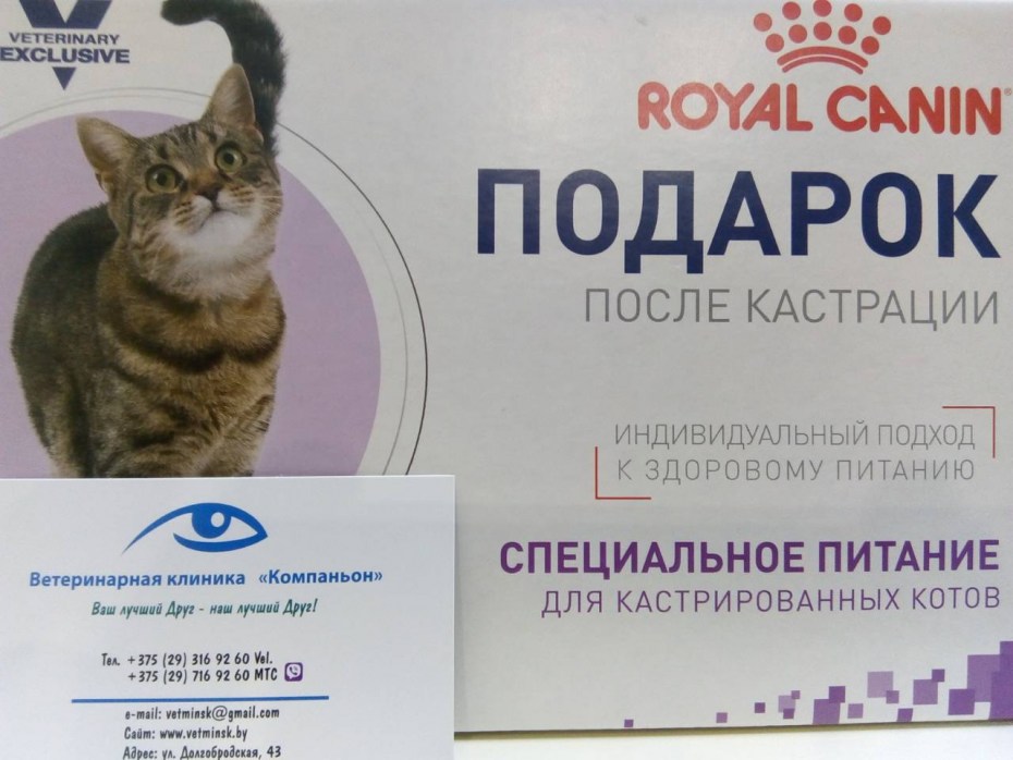Кот спрятался после кастрации