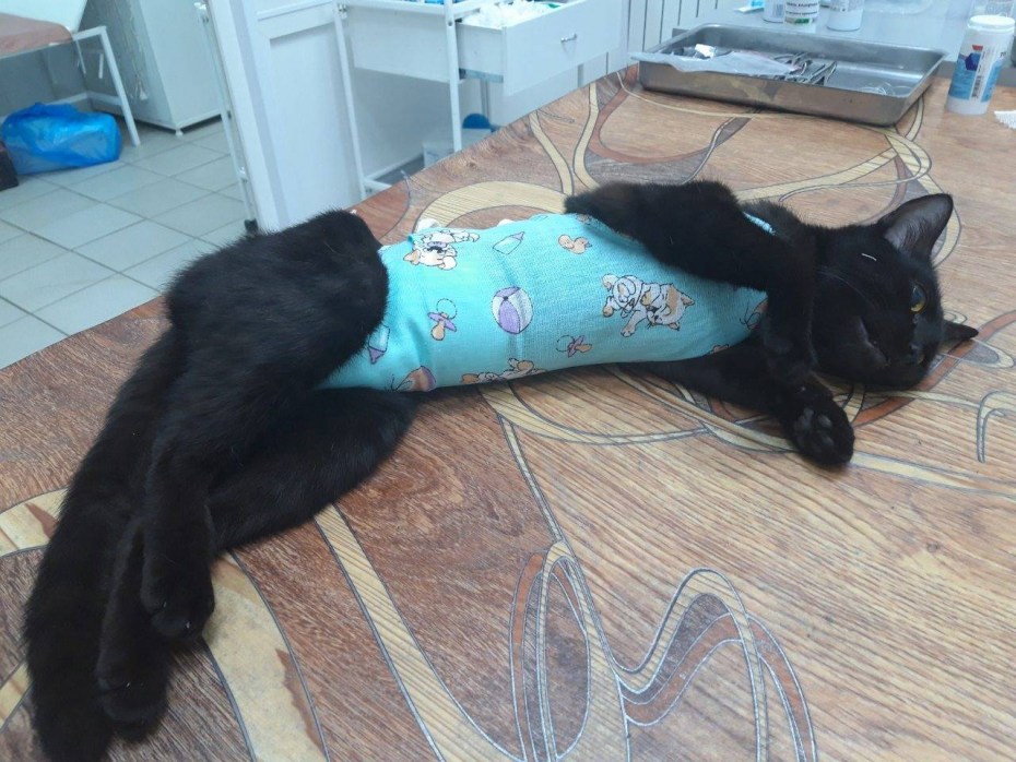 Операция котёнку на глазах
