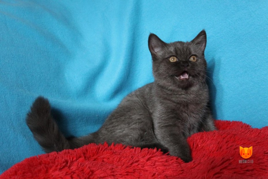 Шотландский прямоухий кот шоколадный