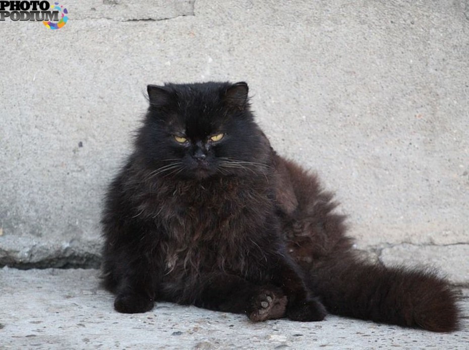Толстые черные коты