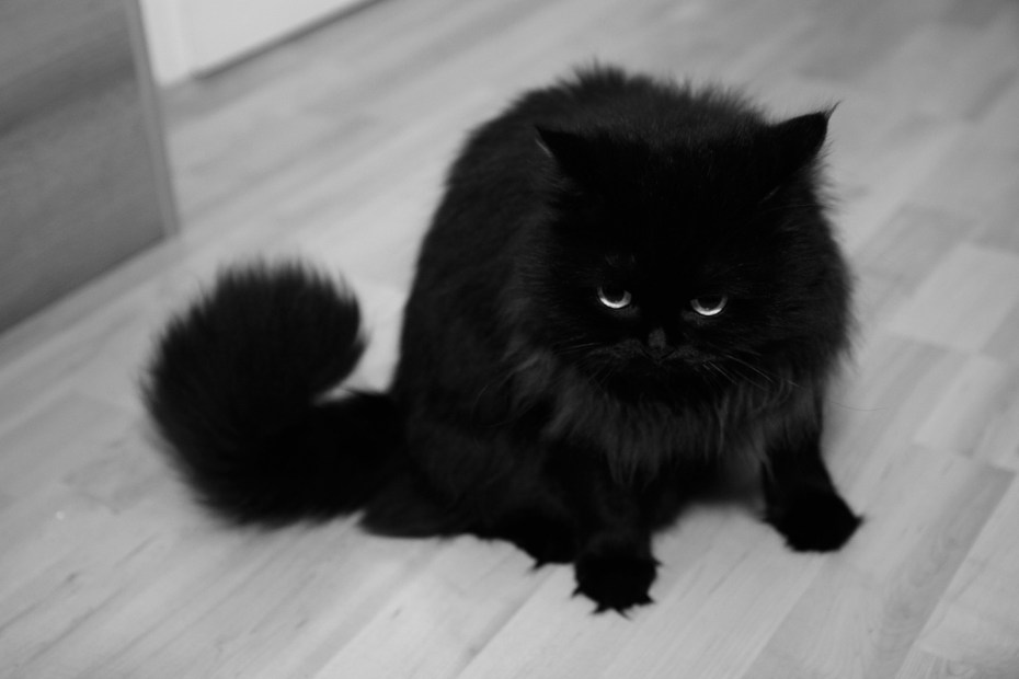 Черный котенок