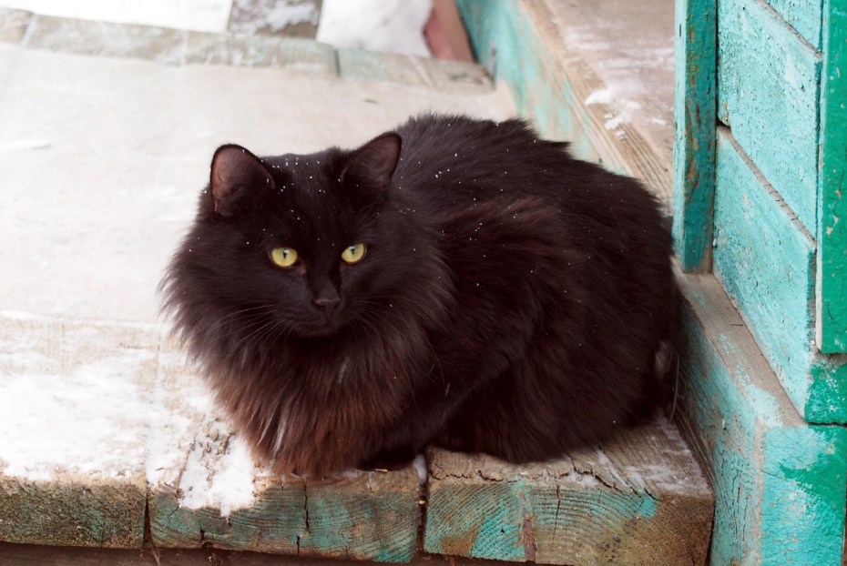 Черная кошка