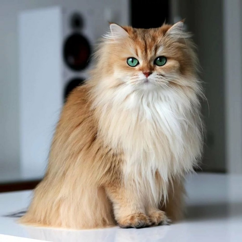 Сибирская кошка