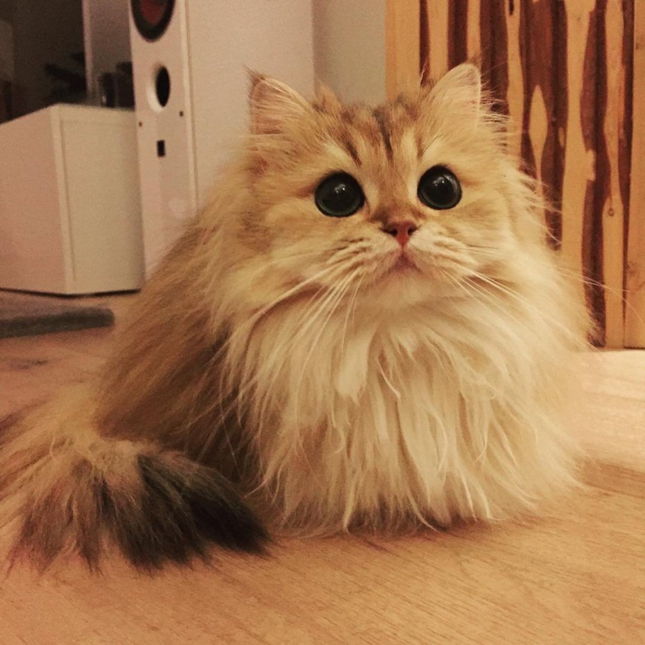 Лохматая кошка