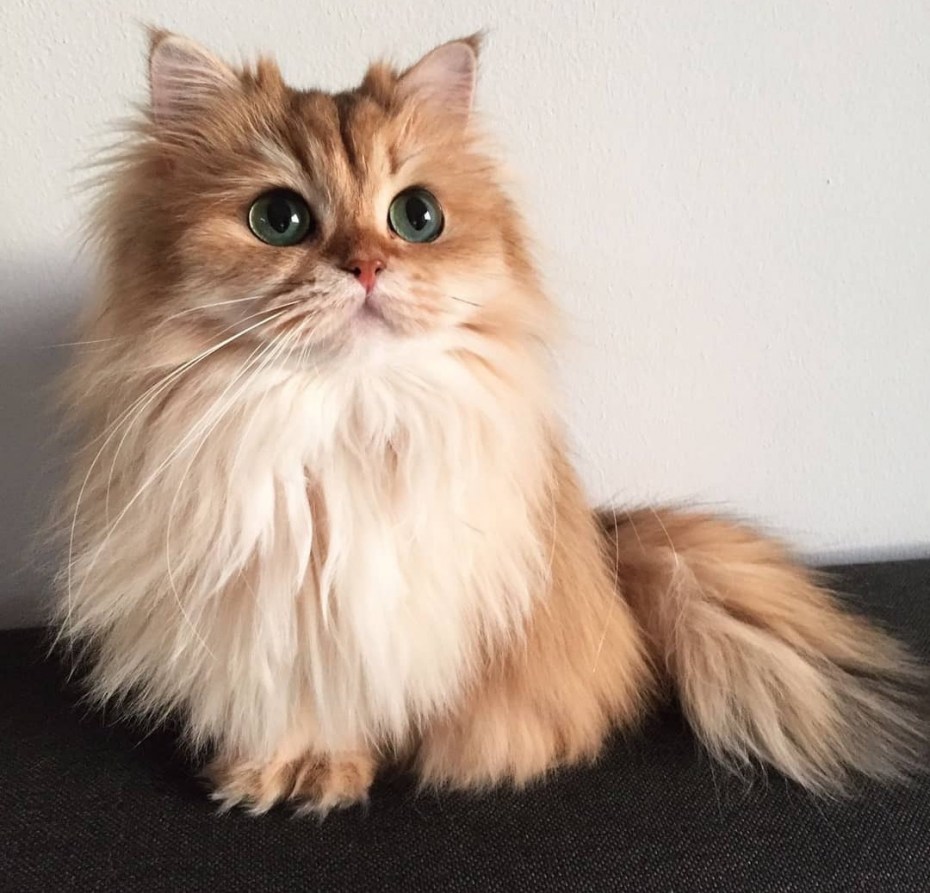 Сибирская кошка