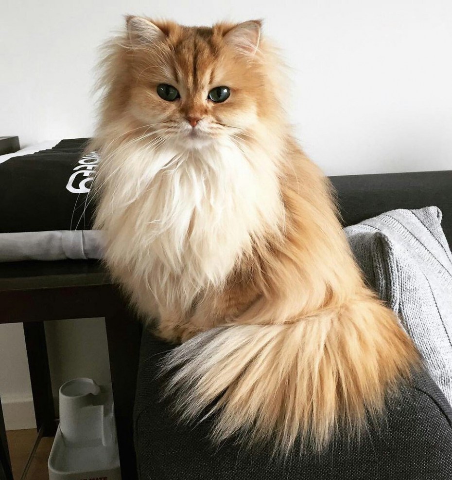 Бурмилла кошка длинношерстная