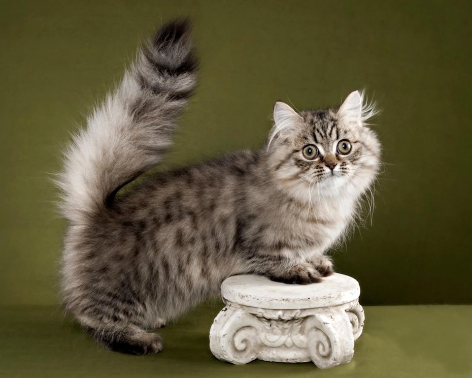 Красная Персидская кошка