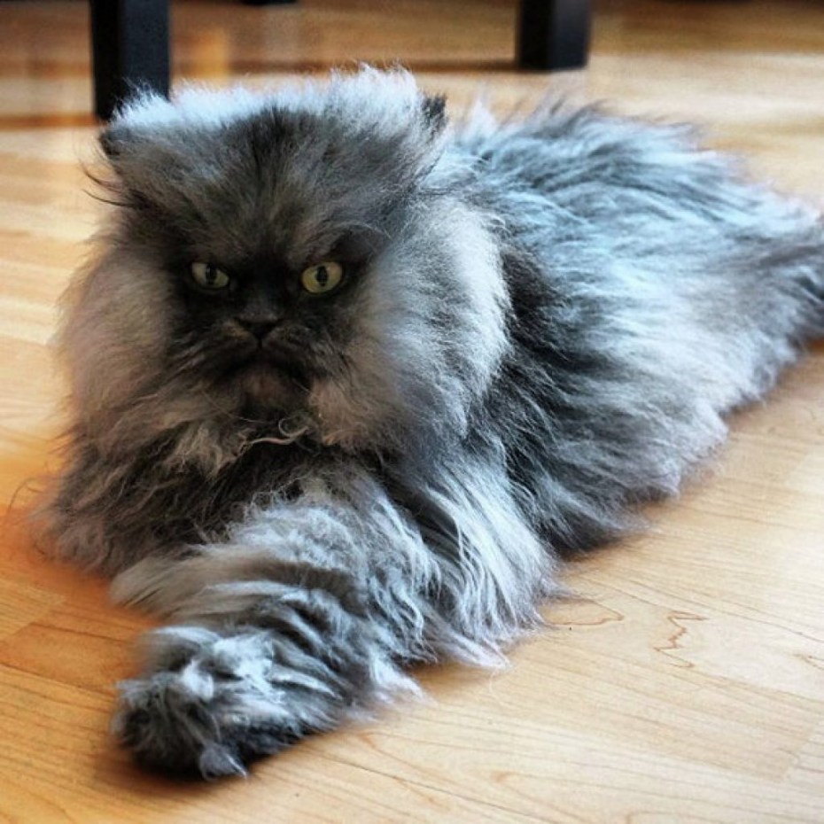 Котенок на ламинате