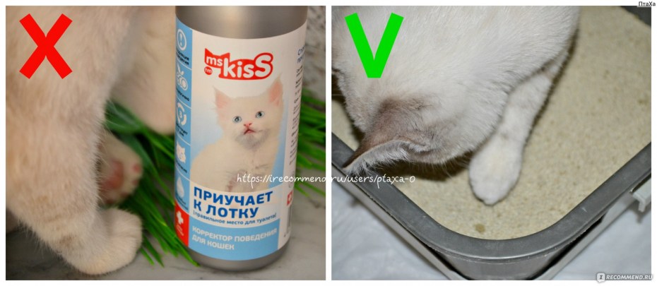 Капли для приучения котов к лотку