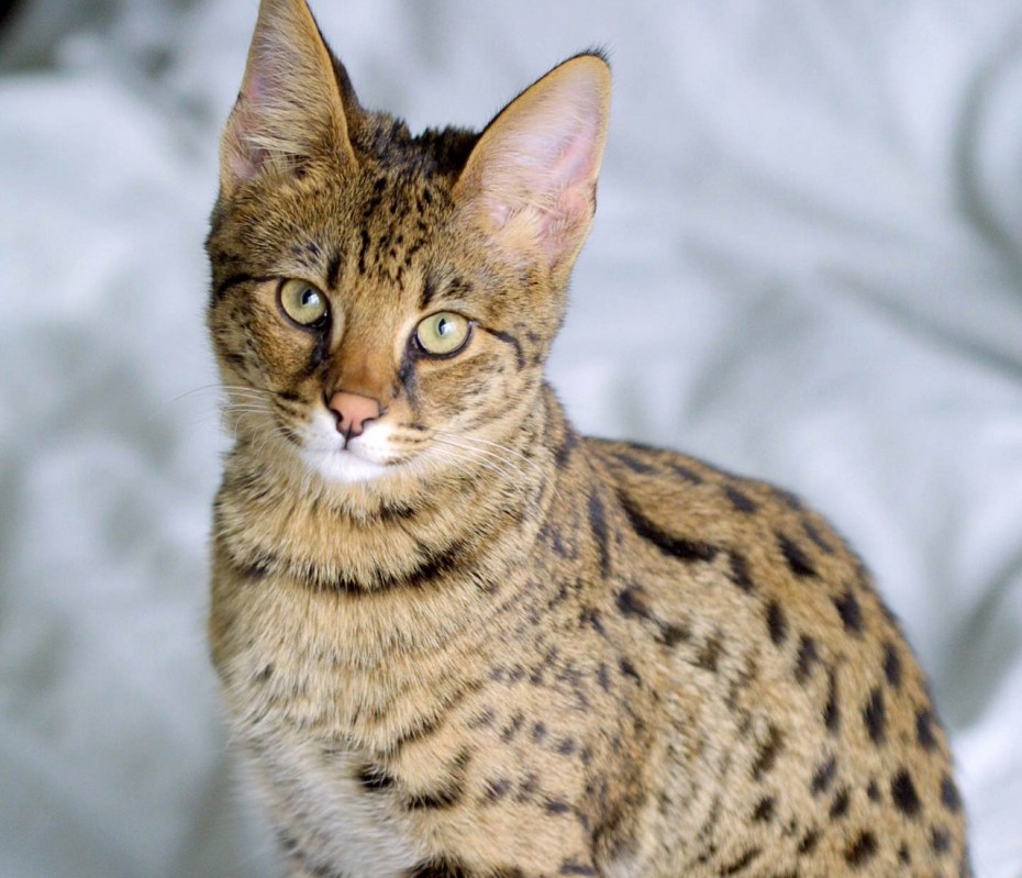 Котята породы Ашера