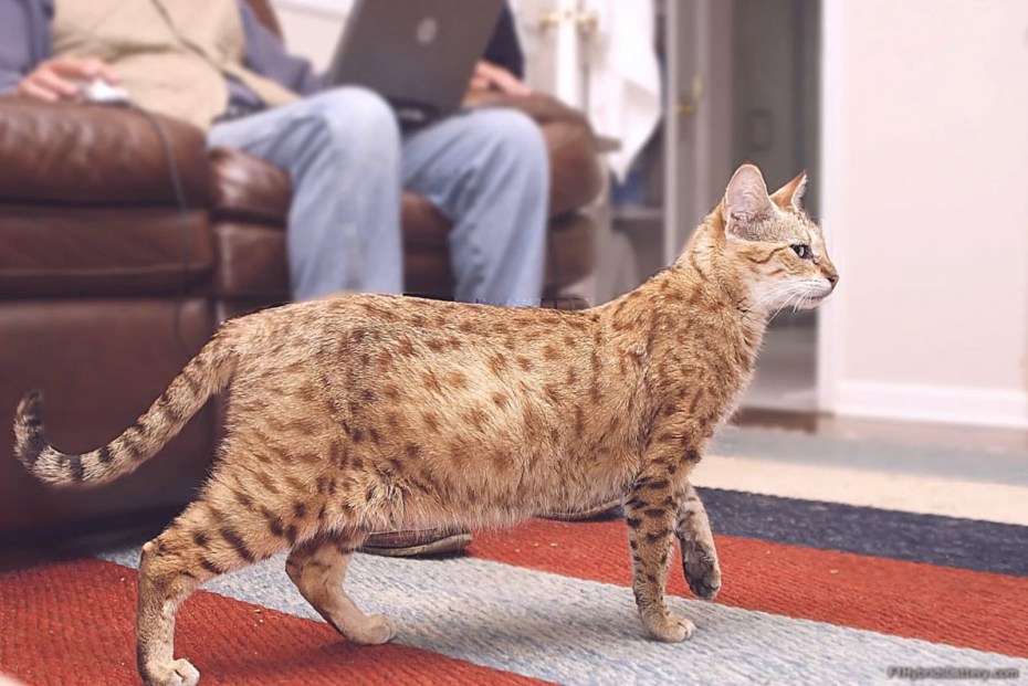 Кошка Ашера